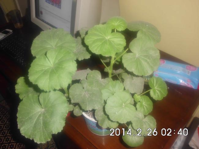 Name:  CIMG5115.jpg
Views: 701
Size:  33.5 KB