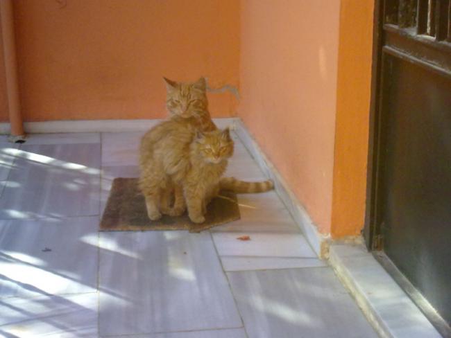 Name:  Kediler.jpg
Views: 1380
Size:  26.6 KB