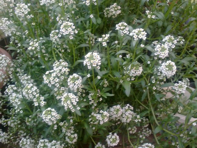 Name:  Alyssum.jpg
Views: 1314
Size:  70.3 KB