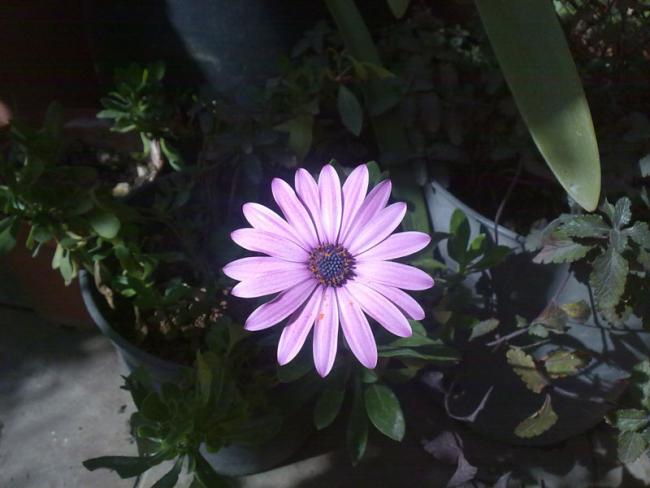 Name:  BPapatya.jpg
Views: 1332
Size:  36.5 KB