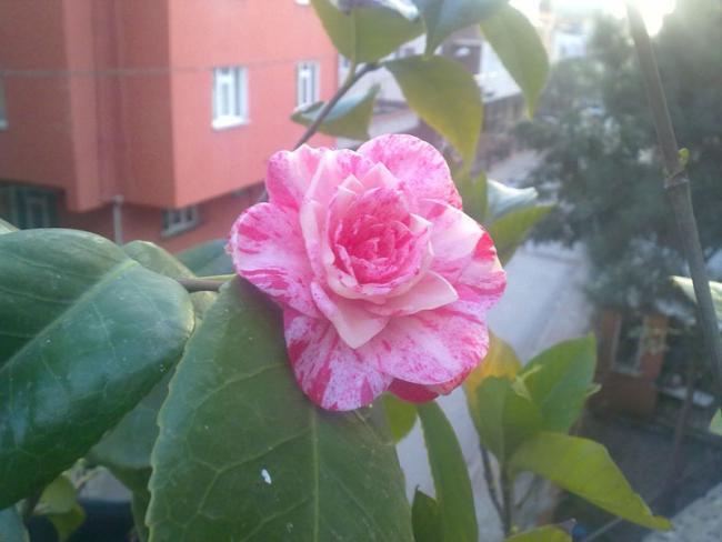 Name:  Kamelya.jpg
Views: 1357
Size:  33.5 KB
