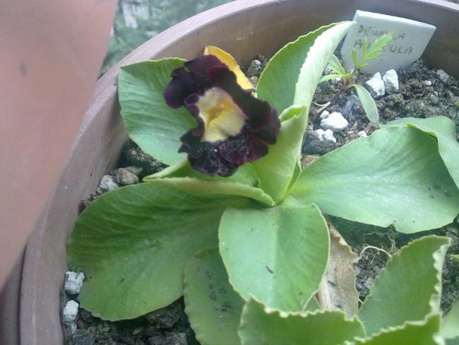 Name:  PrimulaAuriculata.jpg
Views: 1668
Size:  42.4 KB