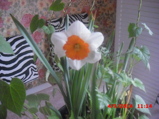 Name:  CIMG5854.jpg
Views: 322
Size:  47.0 KB
