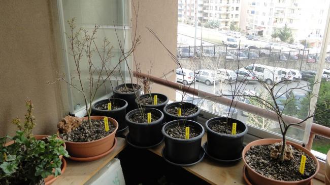 Name:  acers.jpg
Views: 760
Size:  48.6 KB