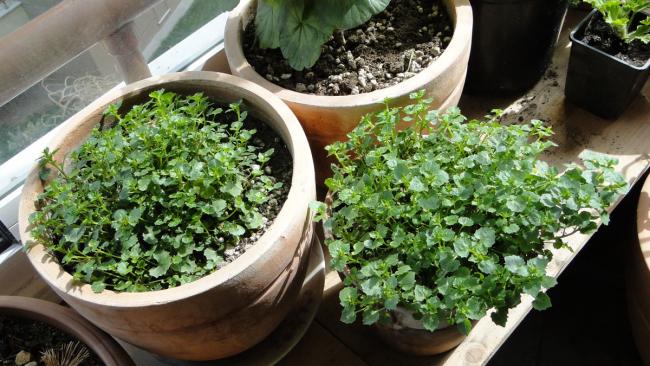 Name:  campanula.jpg
Views: 822
Size:  58.6 KB