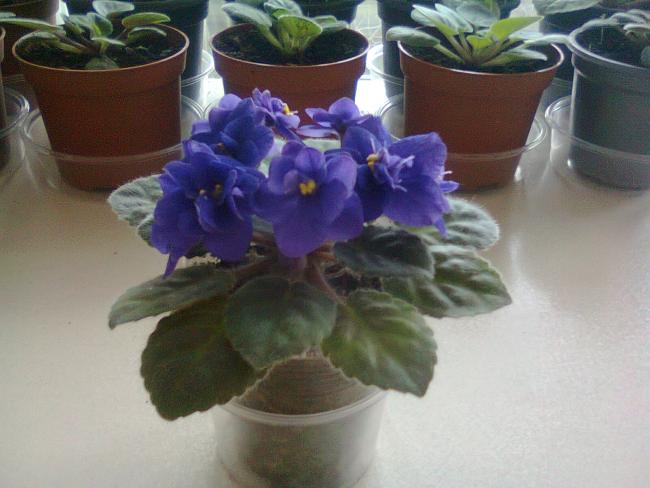 Name:  Fotoraf4368.jpg
Views: 816
Size:  40.1 KB