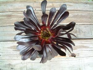 Name:  aeonium atropurpureum(schwarzkopf).jpg
Views: 4238
Size:  17.2 KB