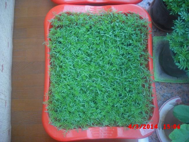 Name:  CIMG5873.jpg
Views: 589
Size:  63.8 KB