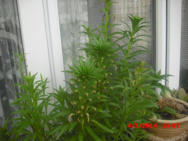 Name:  CIMG5879.jpg
Views: 594
Size:  44.8 KB