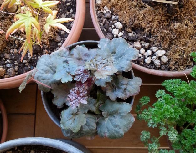 Name:  heuchera_obsidian.jpg
Views: 1124
Size:  71.0 KB