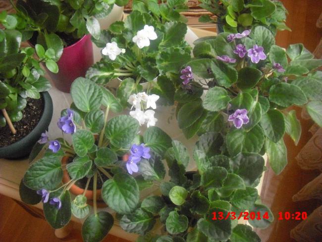 Name:  CIMG5931.jpg
Views: 530
Size:  56.6 KB