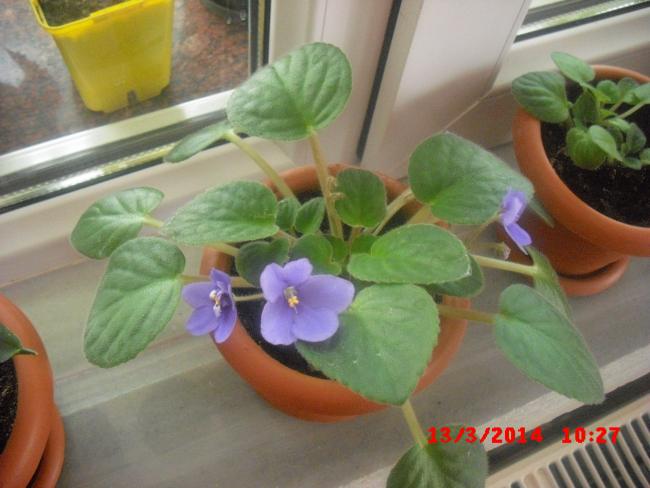 Name:  CIMG5939.jpg
Views: 541
Size:  40.4 KB