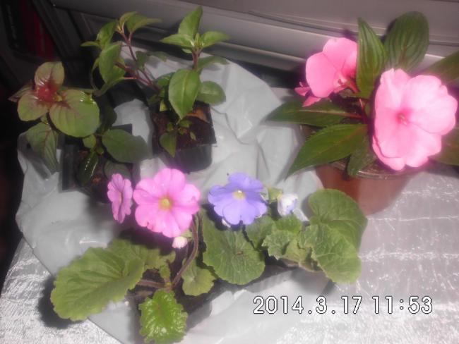 Name:  CIMG5329.jpg
Views: 718
Size:  39.8 KB
