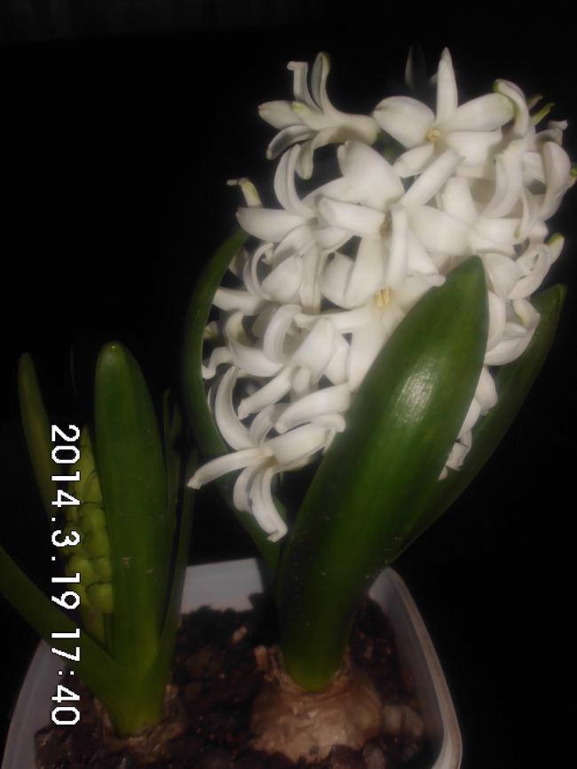 Name:  CIMG5425.jpg
Views: 687
Size:  39.8 KB