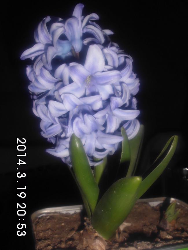 Name:  CIMG5431.jpg
Views: 728
Size:  47.0 KB