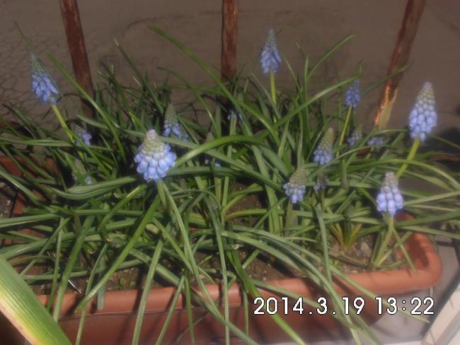 Name:  CIMG5369.jpg
Views: 686
Size:  45.2 KB