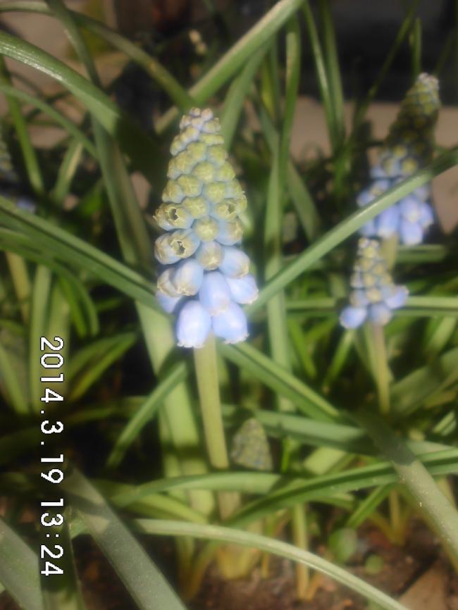 Name:  CIMG5378.jpg
Views: 696
Size:  55.6 KB