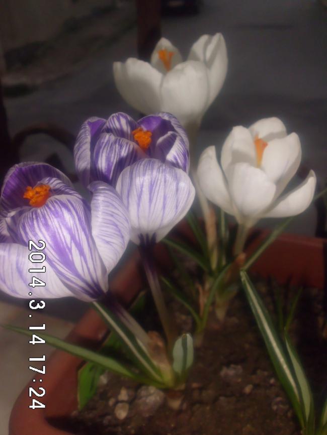 Name:  CIMG5308.jpg
Views: 710
Size:  47.6 KB