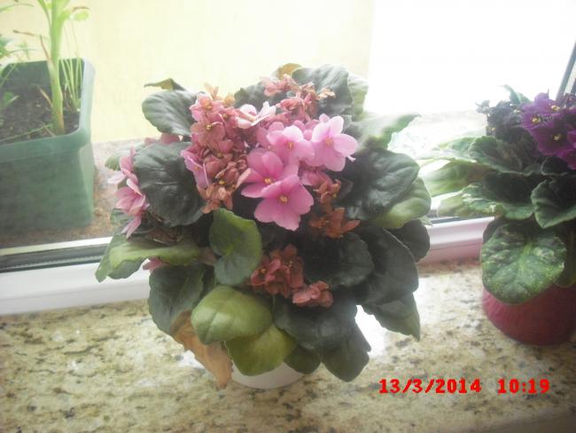 Name:  CIMG5930.jpg
Views: 425
Size:  41.4 KB