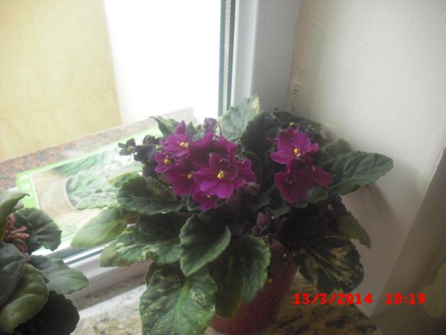 Name:  CIMG5929.jpg
Views: 431
Size:  31.4 KB