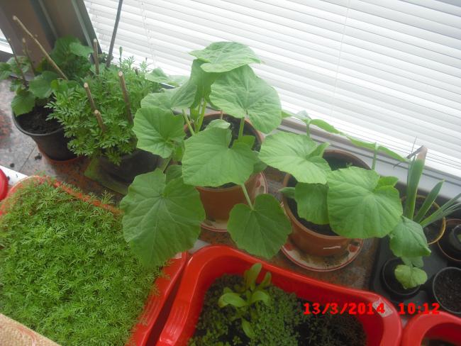 Name:  CIMG5919.jpg
Views: 438
Size:  55.2 KB