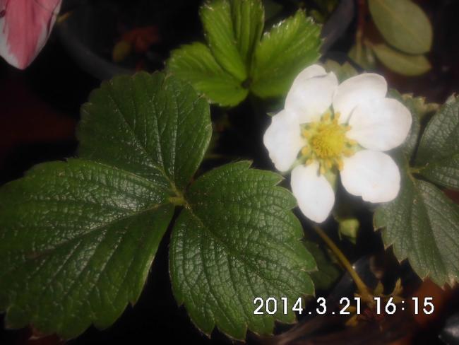 Name:  CIMG5456.jpg
Views: 633
Size:  36.6 KB