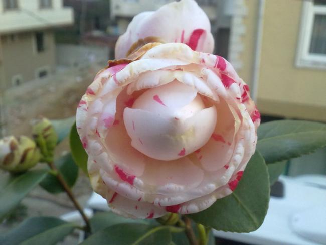 Name:  Kamelya1.jpg
Views: 1633
Size:  31.3 KB