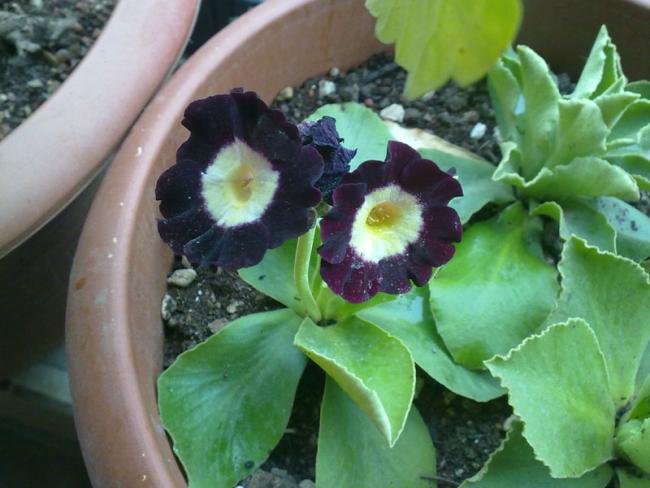 Name:  Primula2.jpg
Views: 1150
Size:  43.6 KB