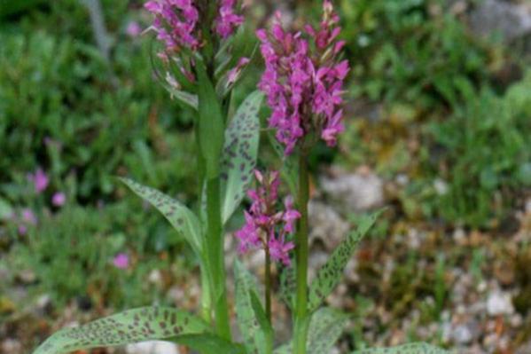 Name:  Sahlep(Orchis mascula).jpg
Views: 2952
Size:  34.2 KB