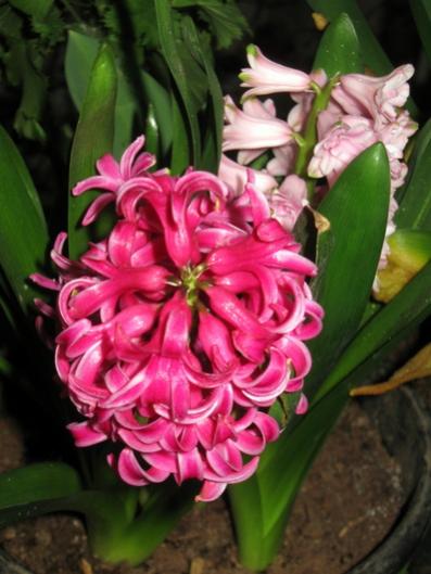 Name:  IMG_6037.jpg
Views: 733
Size:  35.5 KB
