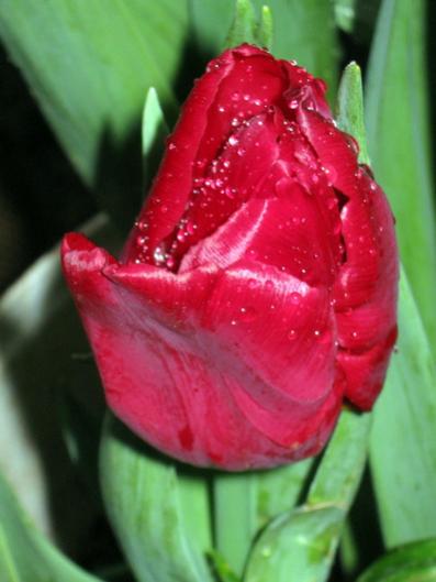 Name:  IMG_6442.jpg
Views: 685
Size:  26.8 KB