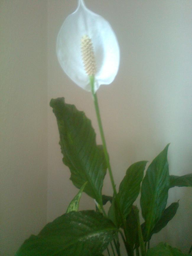 Name:  Fotoraf0005.jpg
Views: 2289
Size:  37.0 KB