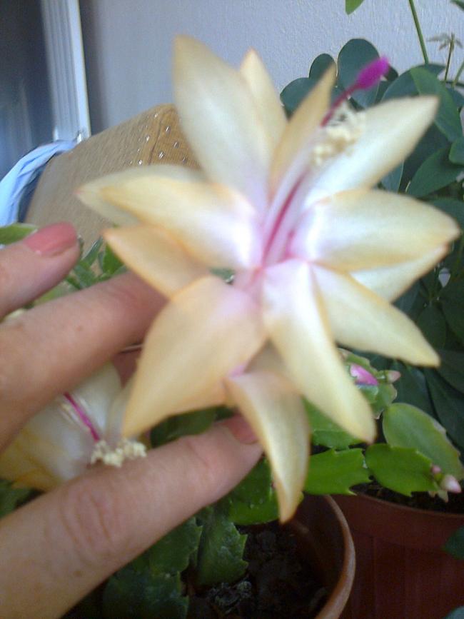 Name:  Fotoraf0227.jpg
Views: 2079
Size:  51.2 KB