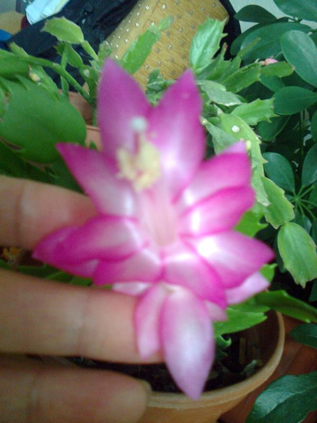 Name:  Fotoraf0230.jpg
Views: 2114
Size:  63.9 KB