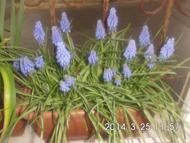 Name:  CIMG5522.jpg
Views: 883
Size:  51.8 KB