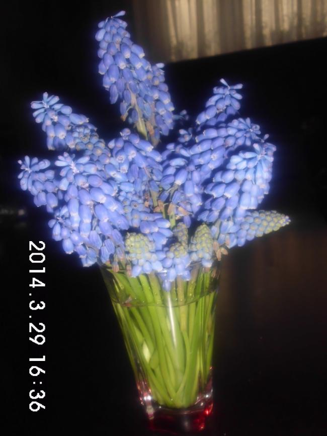 Name:  CIMG5589.jpg
Views: 836
Size:  53.8 KB