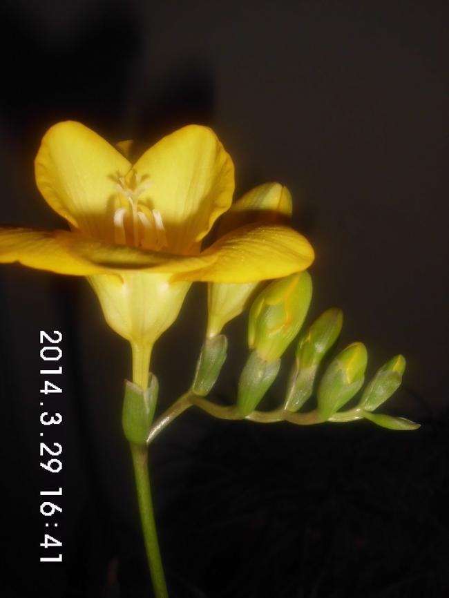 Name:  CIMG5590.jpg
Views: 895
Size:  33.5 KB