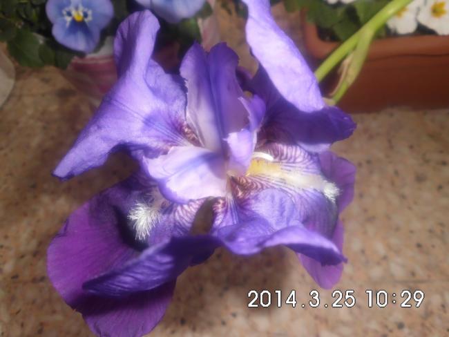 Name:  CIMG5514.jpg
Views: 653
Size:  35.7 KB
