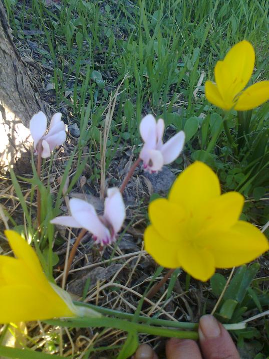 Name:  Fotoraf0152.jpg
Views: 2142
Size:  75.0 KB