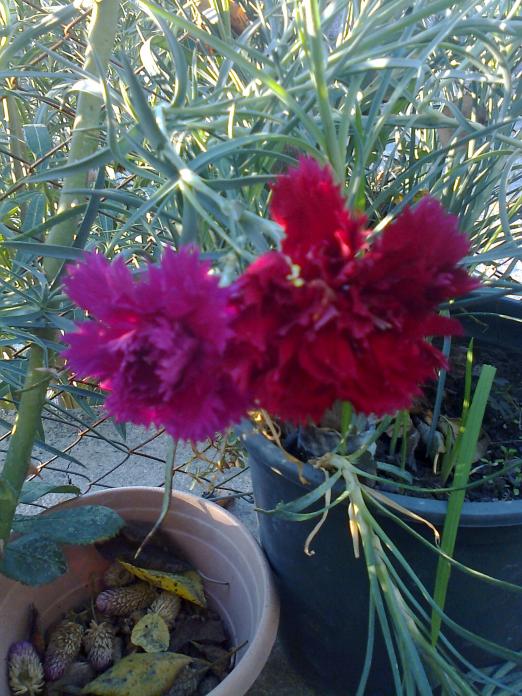 Name:  Fotoraf0160.jpg
Views: 2026
Size:  76.1 KB