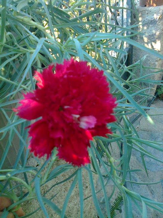 Name:  Fotoraf0158.jpg
Views: 2085
Size:  74.7 KB