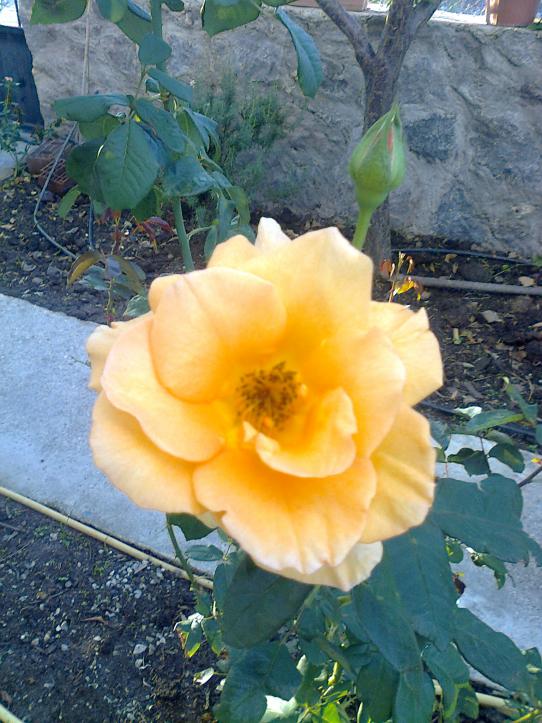 Name:  Fotoraf0150.jpg
Views: 1995
Size:  73.3 KB
