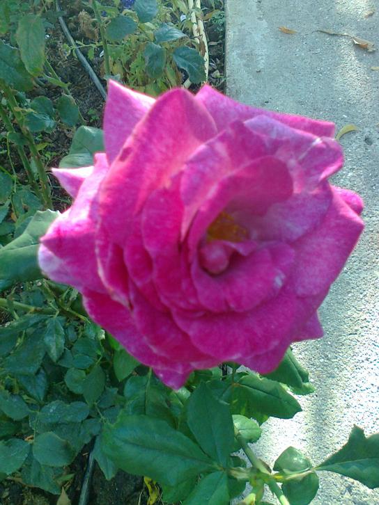 Name:  Fotoraf0161.jpg
Views: 2209
Size:  72.5 KB