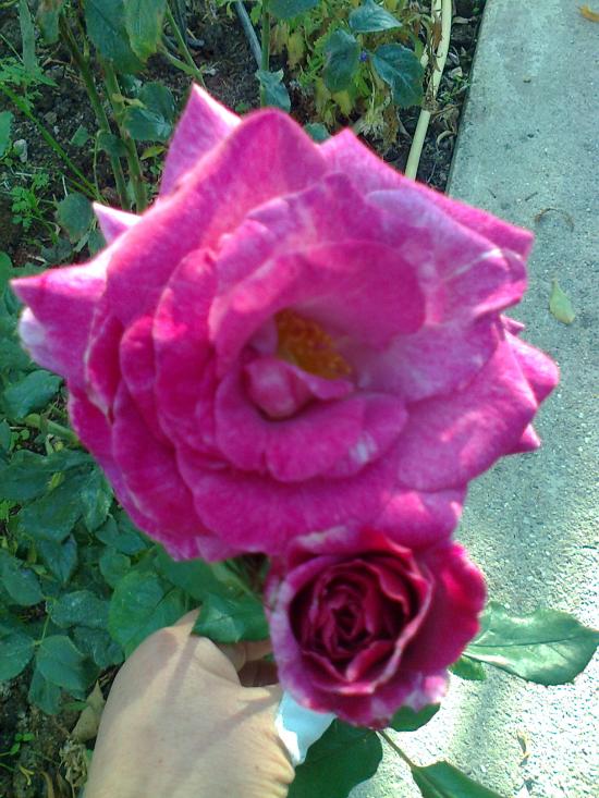 Name:  Fotoraf0162.jpg
Views: 2053
Size:  73.2 KB
