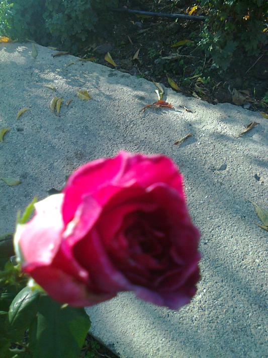 Name:  Fotoraf0163.jpg
Views: 2188
Size:  72.7 KB