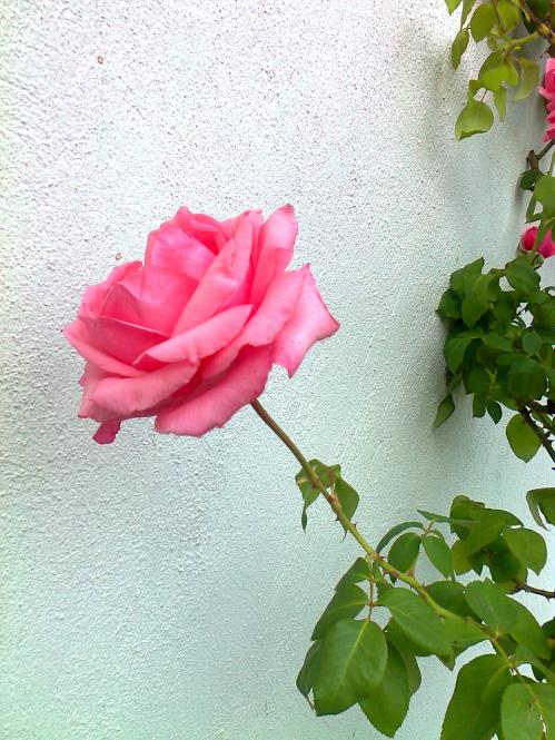 Name:  Fotoraf0179.jpg
Views: 2058
Size:  72.6 KB