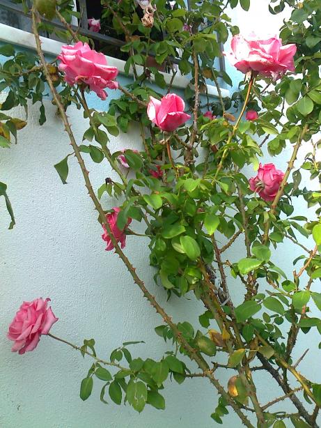 Name:  Fotoraf0178.jpg
Views: 2023
Size:  76.6 KB