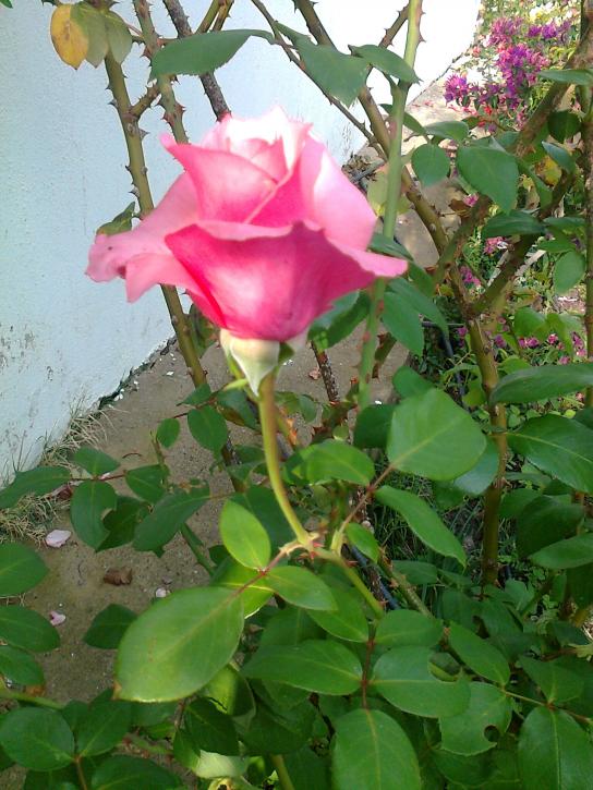 Name:  Fotoraf0180.jpg
Views: 2035
Size:  73.1 KB