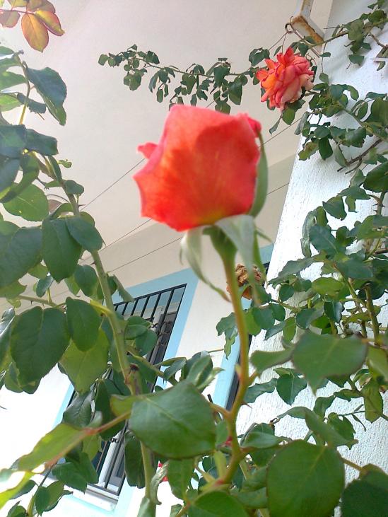 Name:  Fotoraf0183.jpg
Views: 1980
Size:  74.9 KB