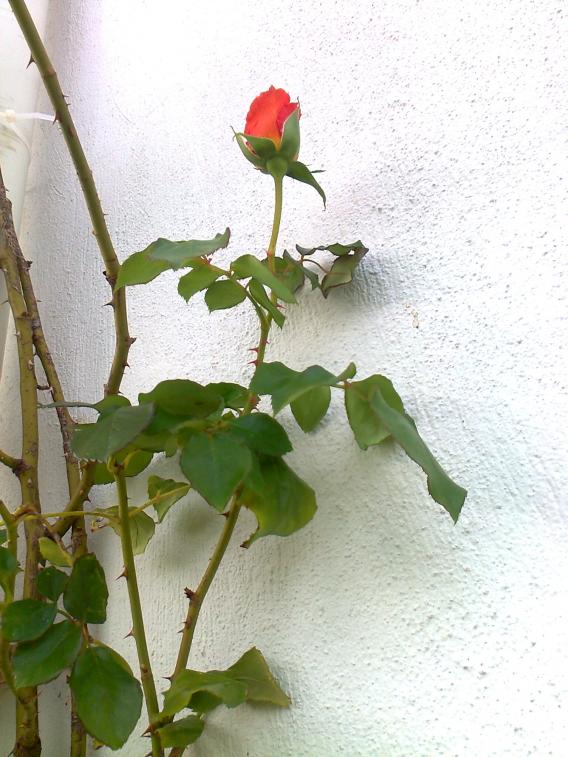 Name:  Fotoraf0184.jpg
Views: 2029
Size:  72.1 KB